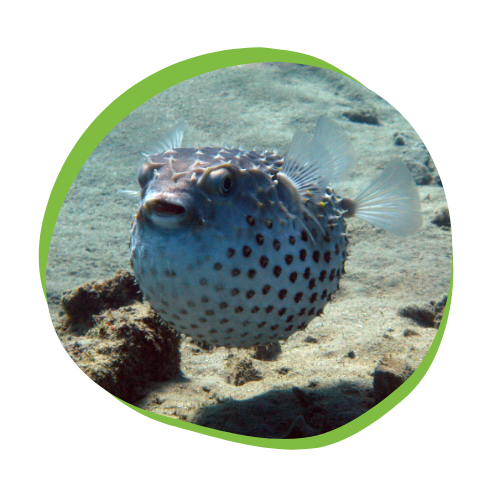 Pufferfish-Image-Circle