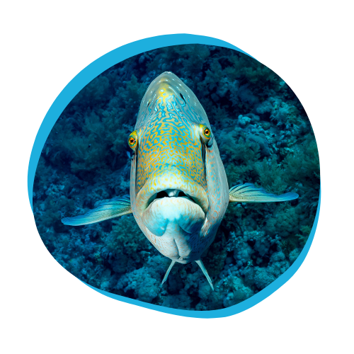 Triggerfish-Image-Circle